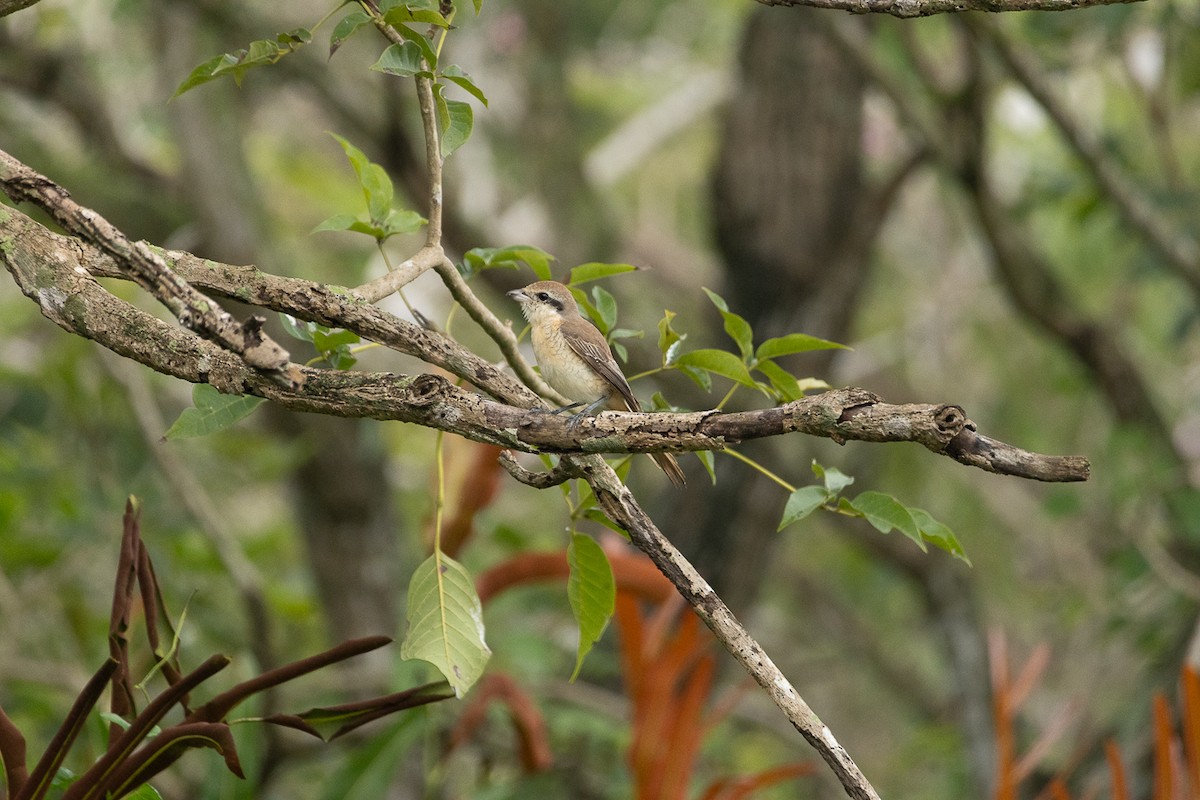 Brown Shrike - ML647062899