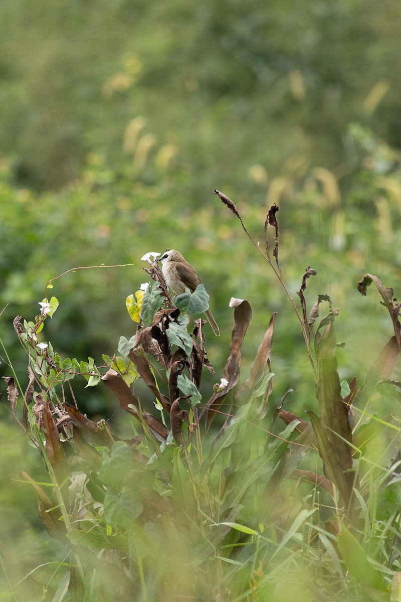 Бюльбюль широкобровий - ML647062904