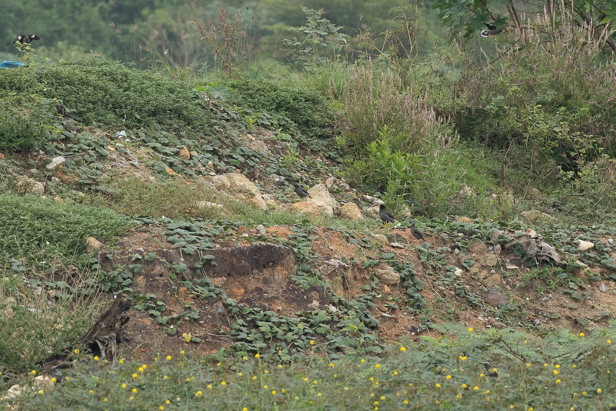 Javan Myna - ML647062906