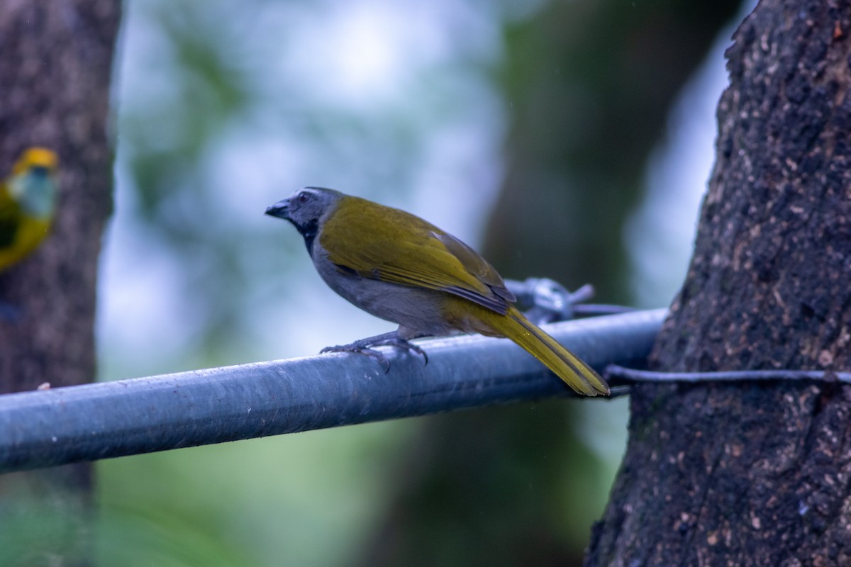 Buff-throated Saltator - ML647062908
