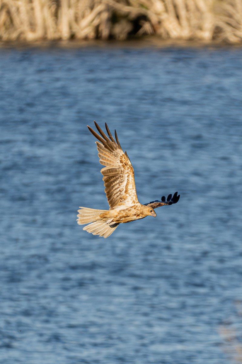 Whistling Kite - ML647062910