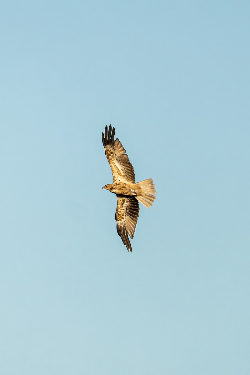 Whistling Kite - ML647062911