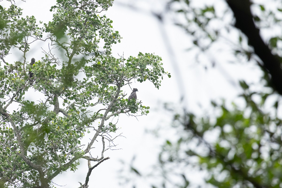 Changeable Hawk-Eagle - ML647062917