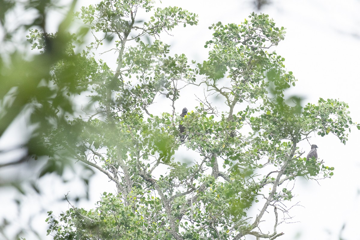 Changeable Hawk-Eagle - ML647062918