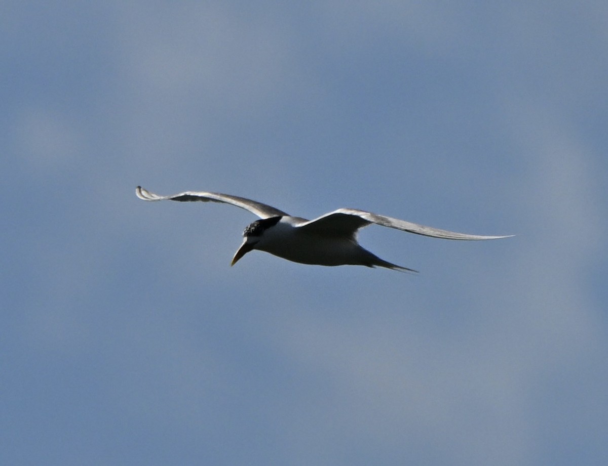 שחפית צהובת-מקור - ML647062921