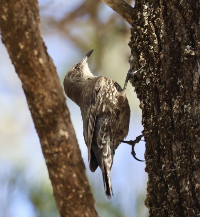 Échelet leucophée - ML647062935