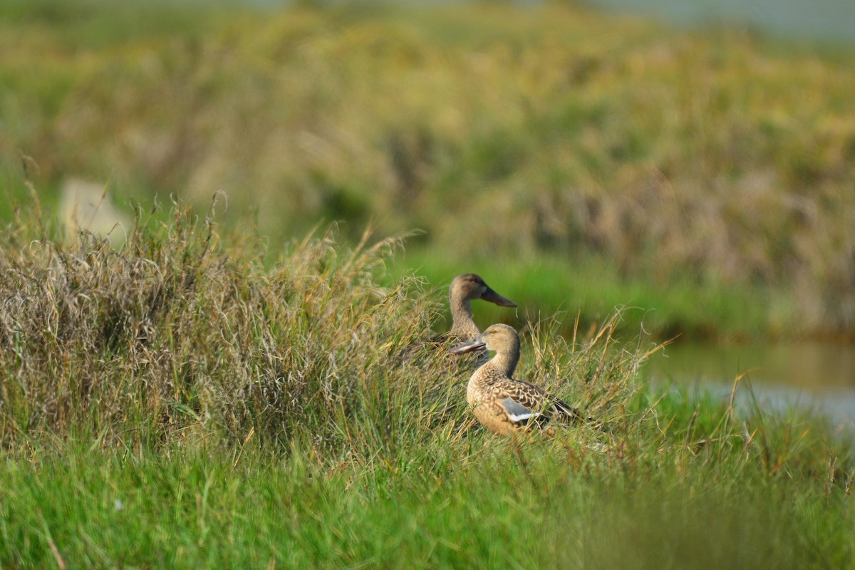 Northern Shoveler - ML647062946