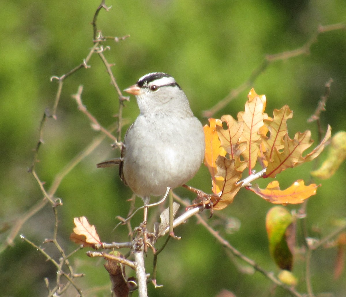 White-crowned Sparrow - ML647062951