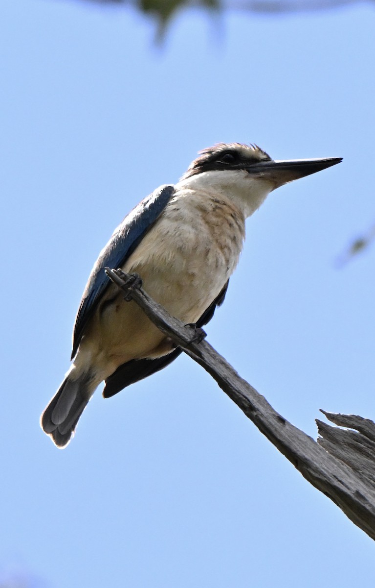 Sacred Kingfisher - ML647062952
