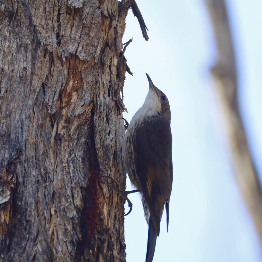 White-throated Treecreeper - ML647062953