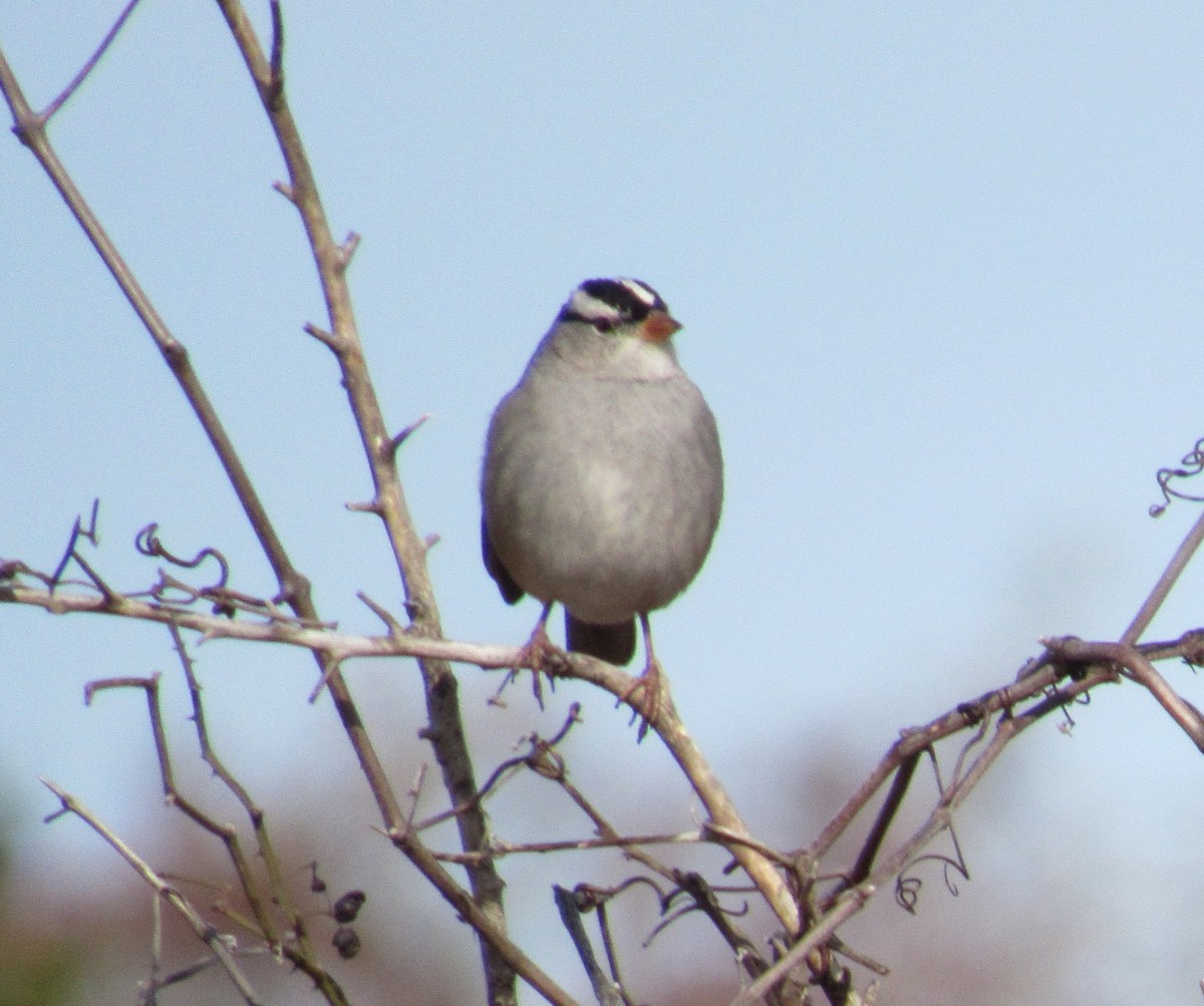 White-crowned Sparrow - ML647062954