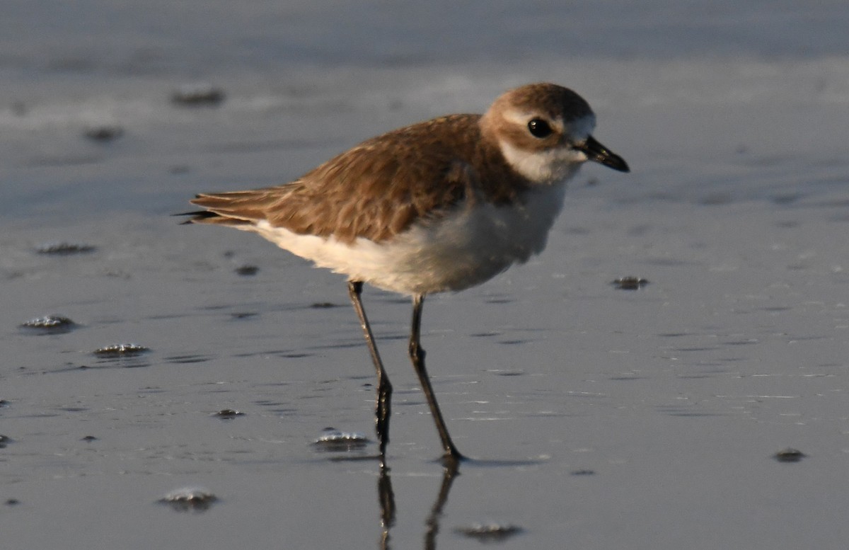 Tibetan Sand-Plover - ML647062955
