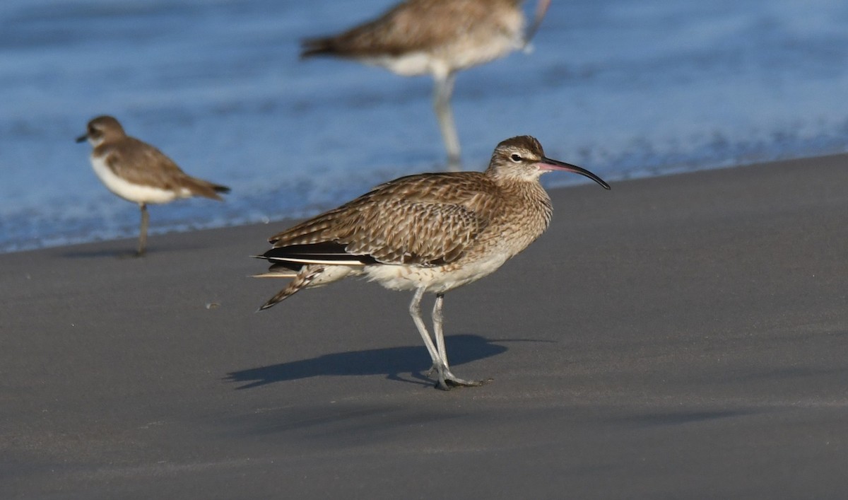 Eurasian Whimbrel - ML647062959