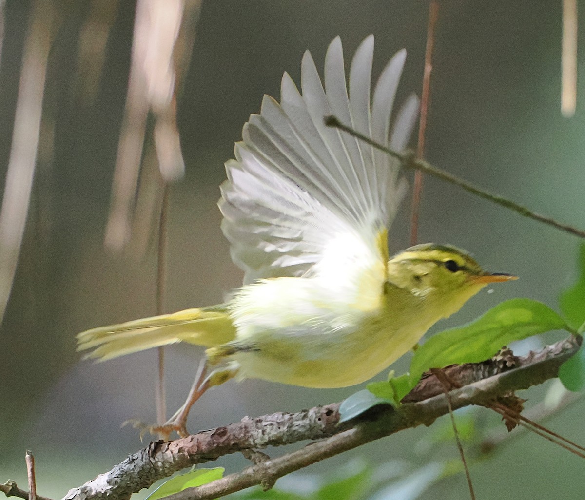Kloss's Leaf Warbler - ML647062960