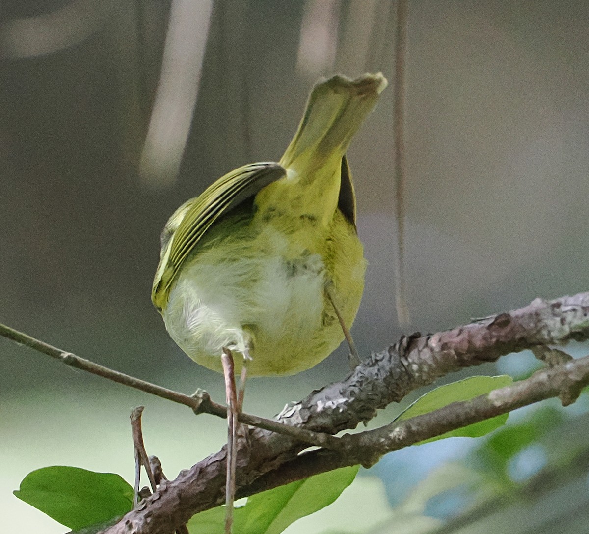 Kloss's Leaf Warbler - ML647062961