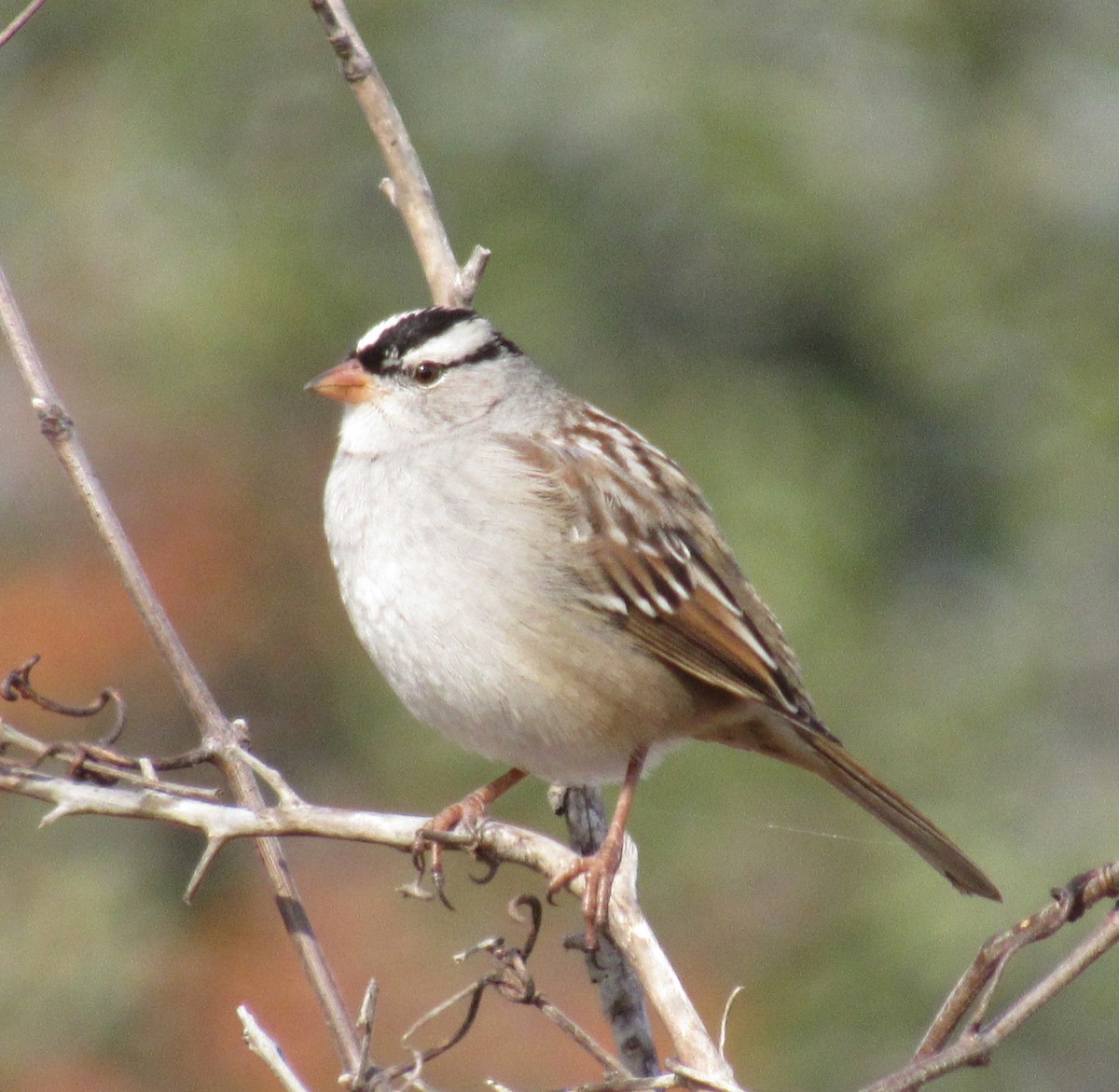 White-crowned Sparrow - ML647062962