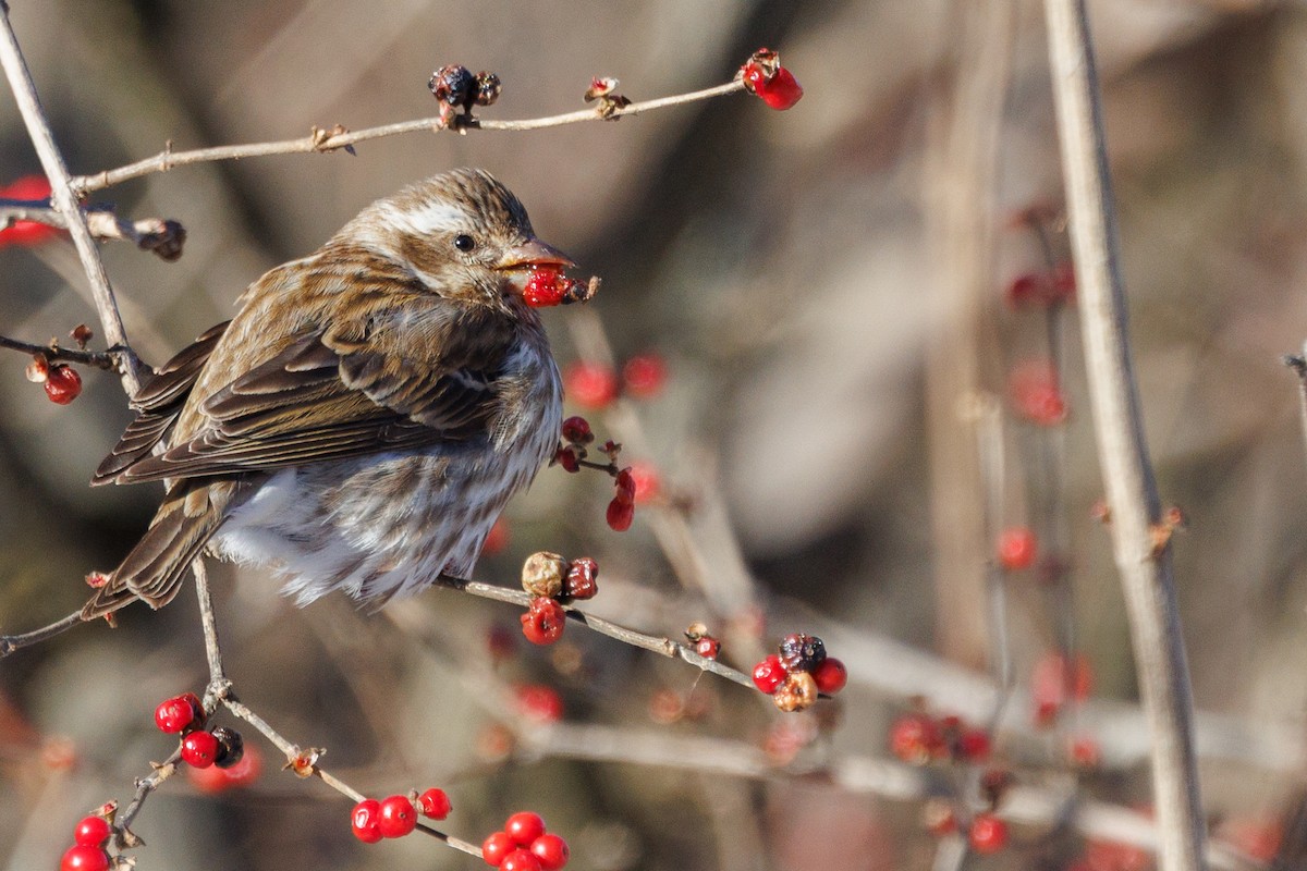 Purple Finch (Eastern) - ML647062963