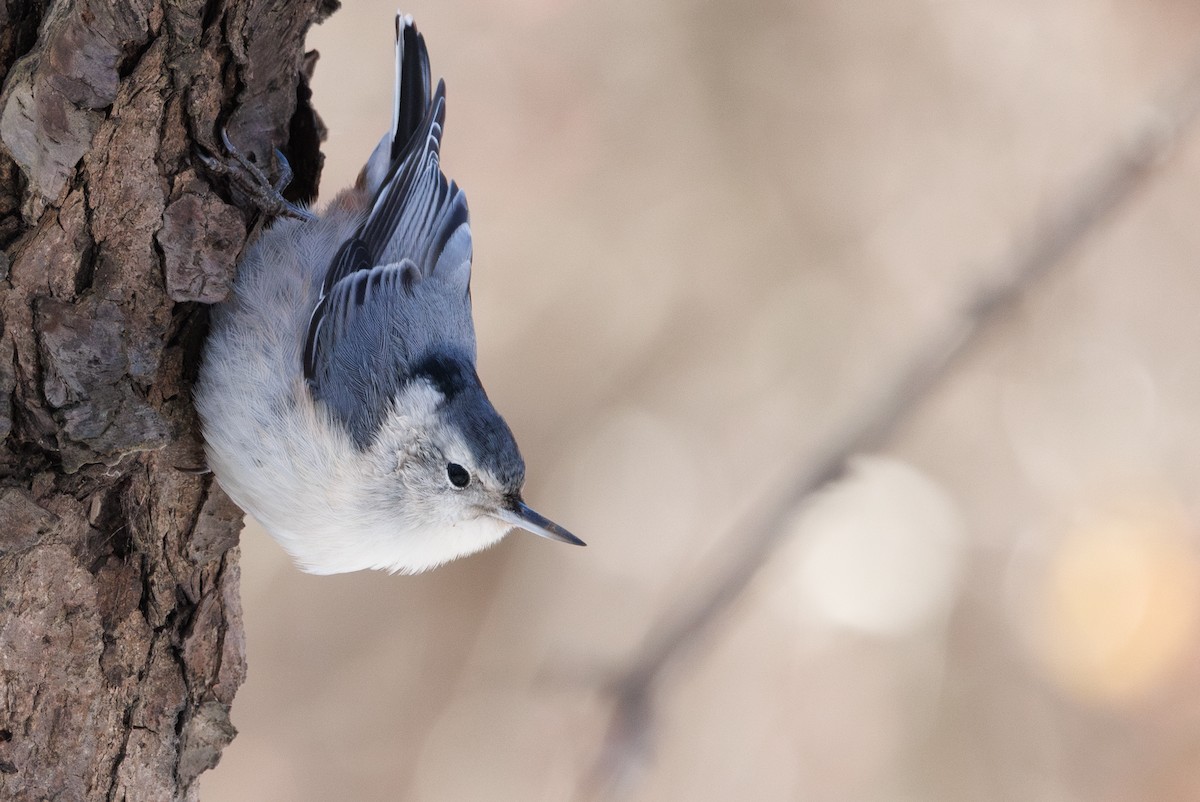 White-breasted Nuthatch (Eastern) - ML647062964
