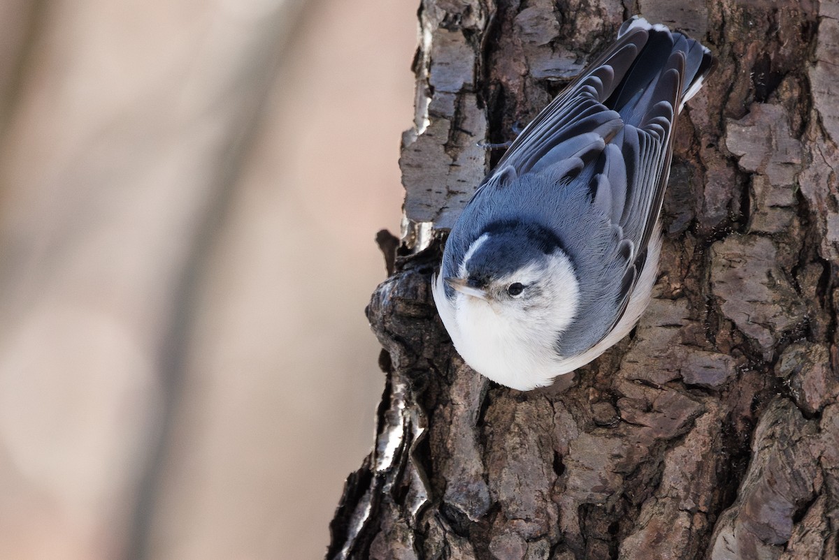 White-breasted Nuthatch (Eastern) - ML647062965
