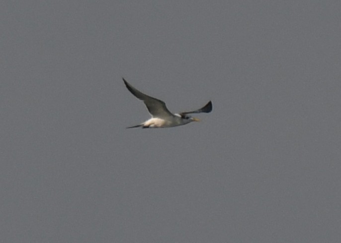 Great Crested Tern - ML647062968