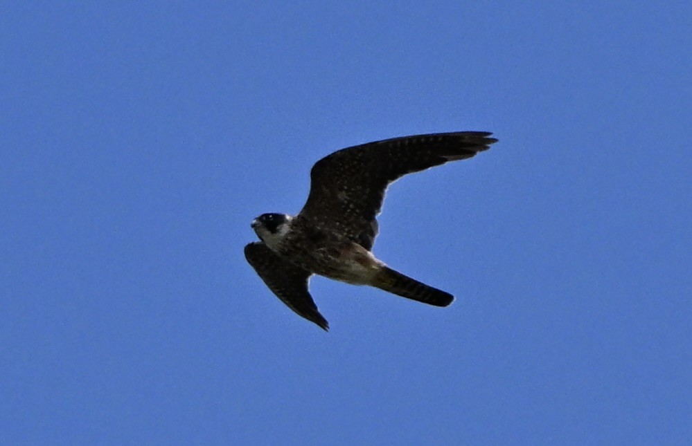 Australian Hobby - ML647062970