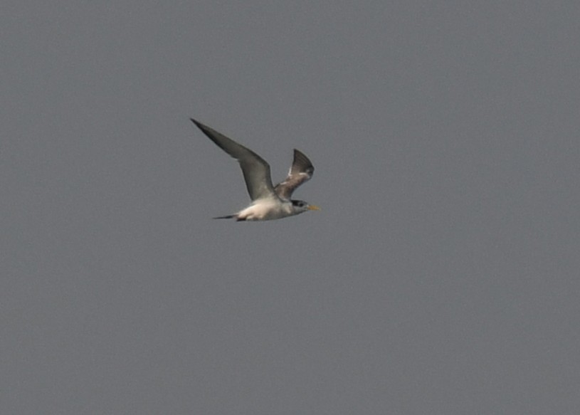 Great Crested Tern - ML647062972