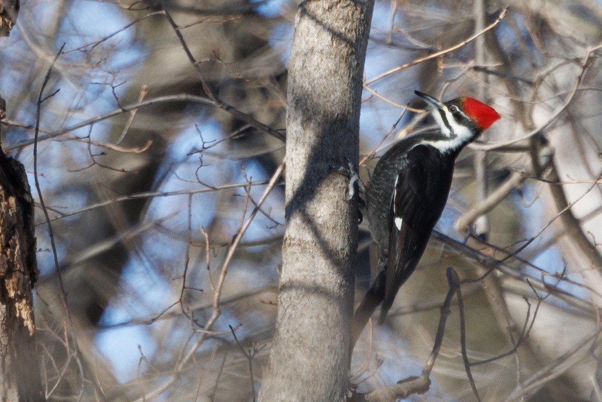 Pileated Woodpecker - ML647062974