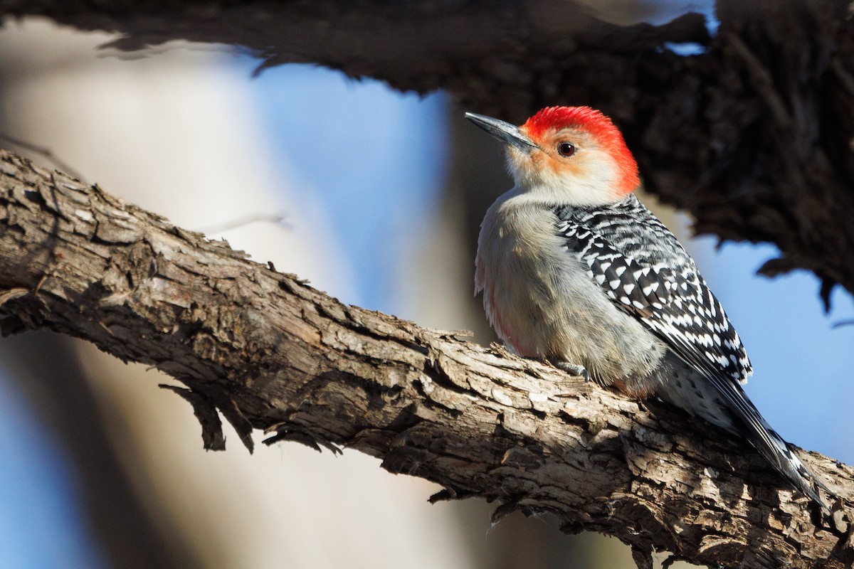 Red-bellied Woodpecker - ML647062976