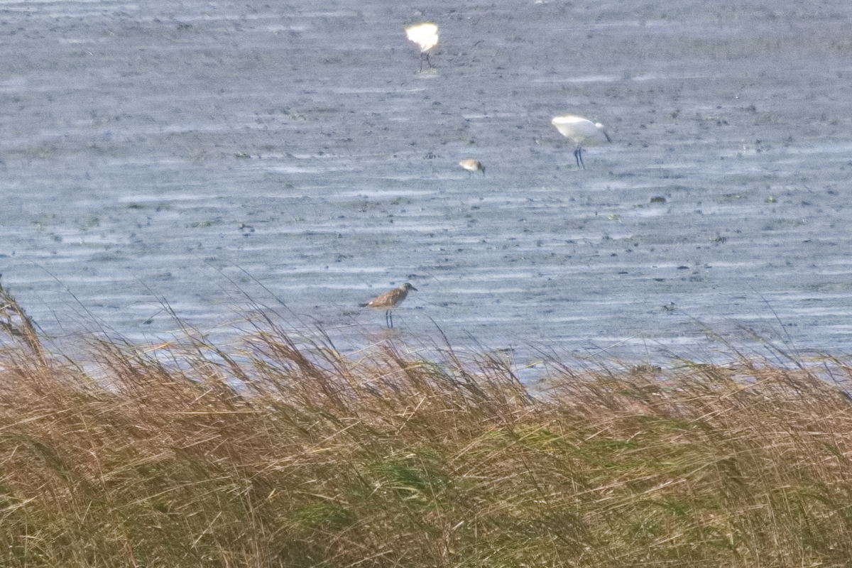 Pacific Golden-Plover - ML647062977