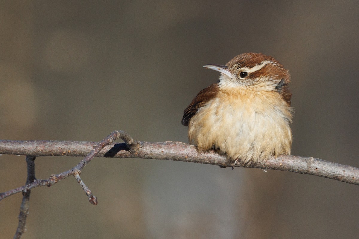 Carolina Wren - ML647062980