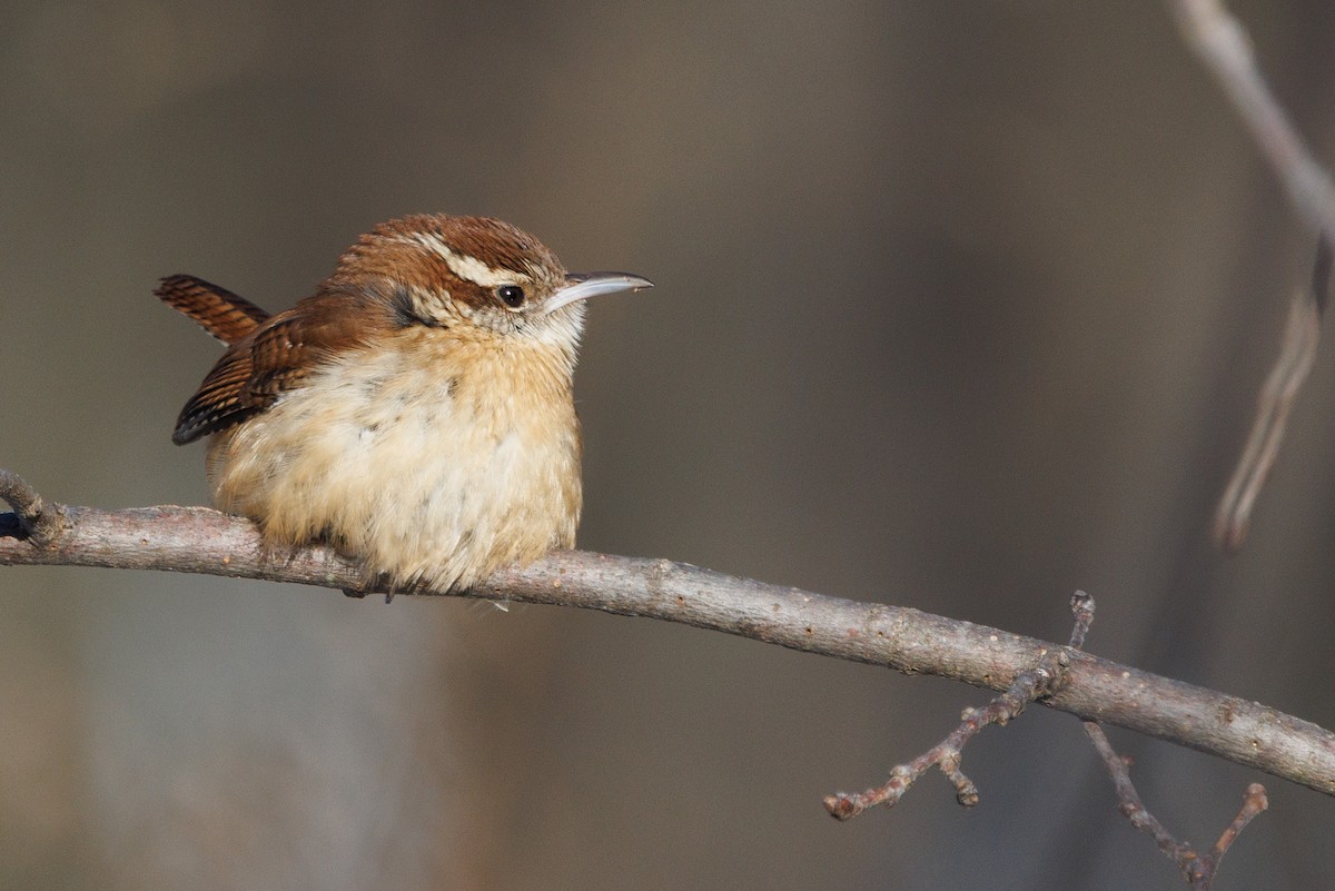 Carolina Wren - ML647062981