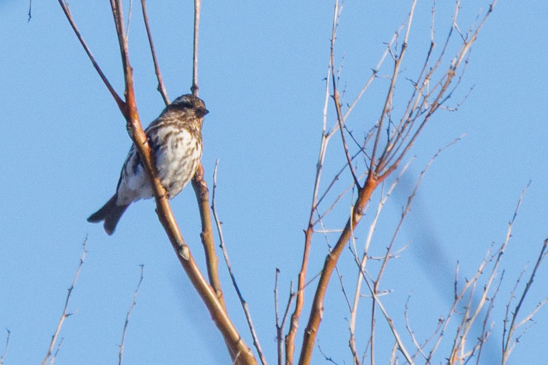 Purple Finch (Eastern) - ML647062984