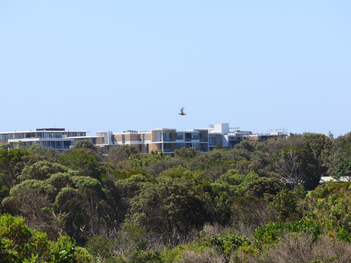 Latham's Snipe - ML647062991