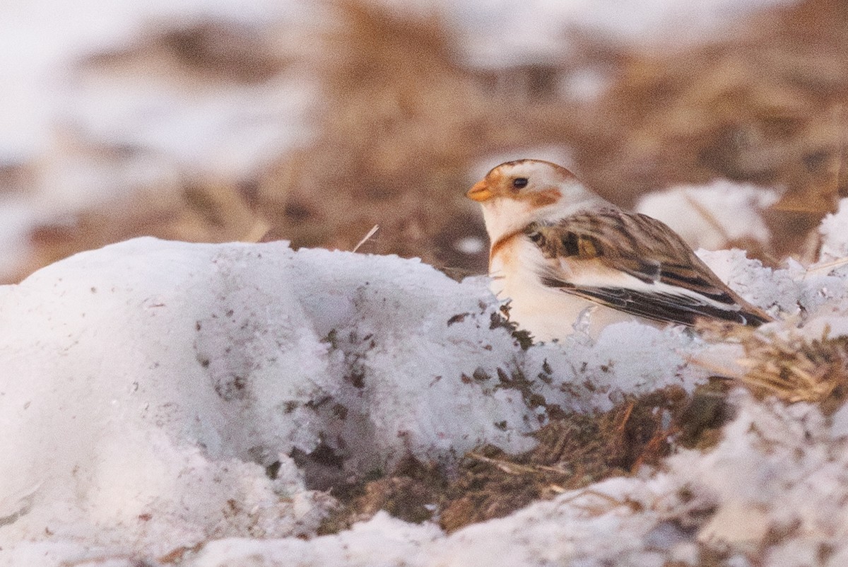 Snow Bunting - ML647062992