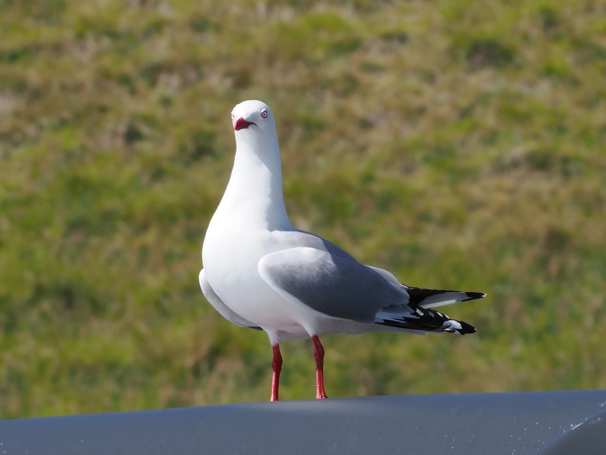 ギンカモメ（scopulinus） - ML647062993