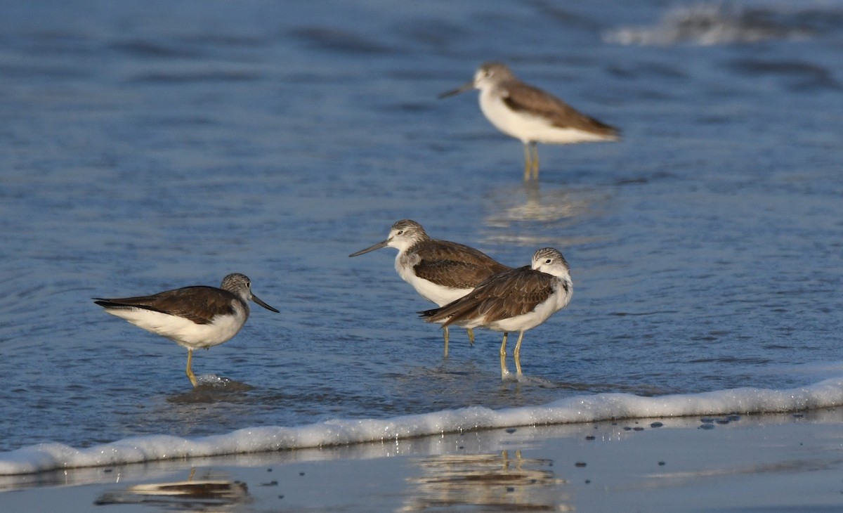Common Greenshank - ML647062994