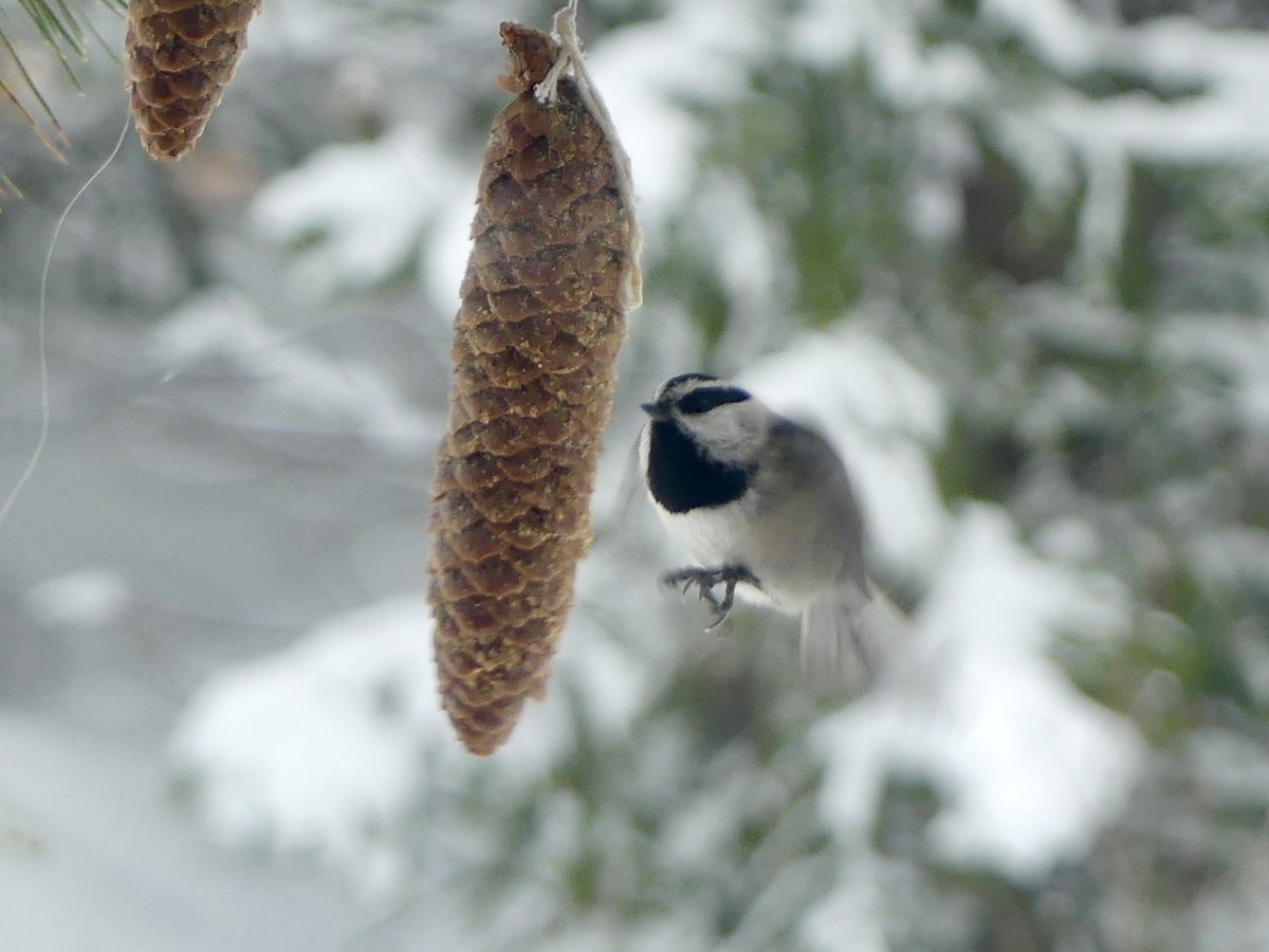 Mountain Chickadee - ML647062995
