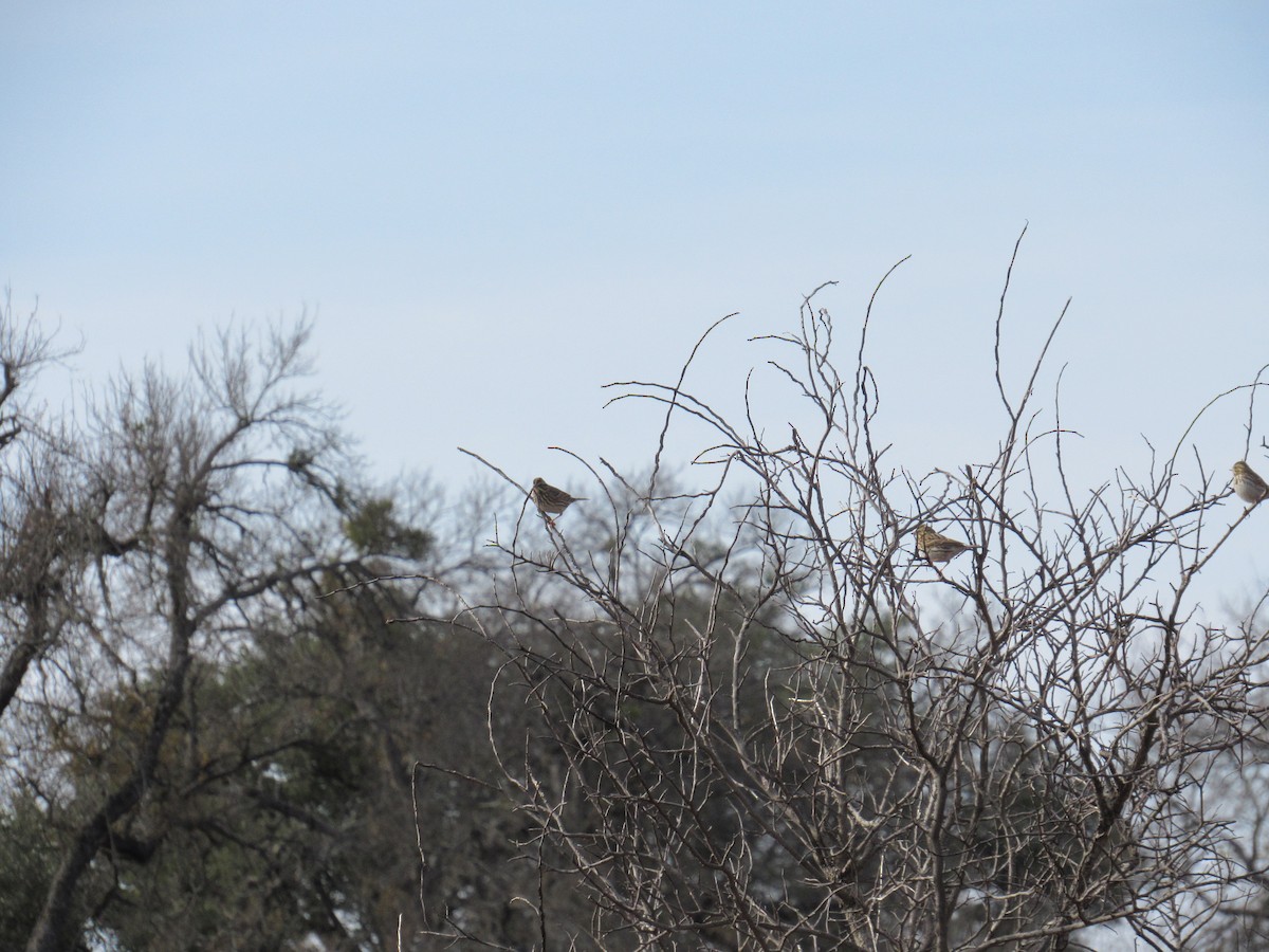 Пасовник савановий - ML647062997