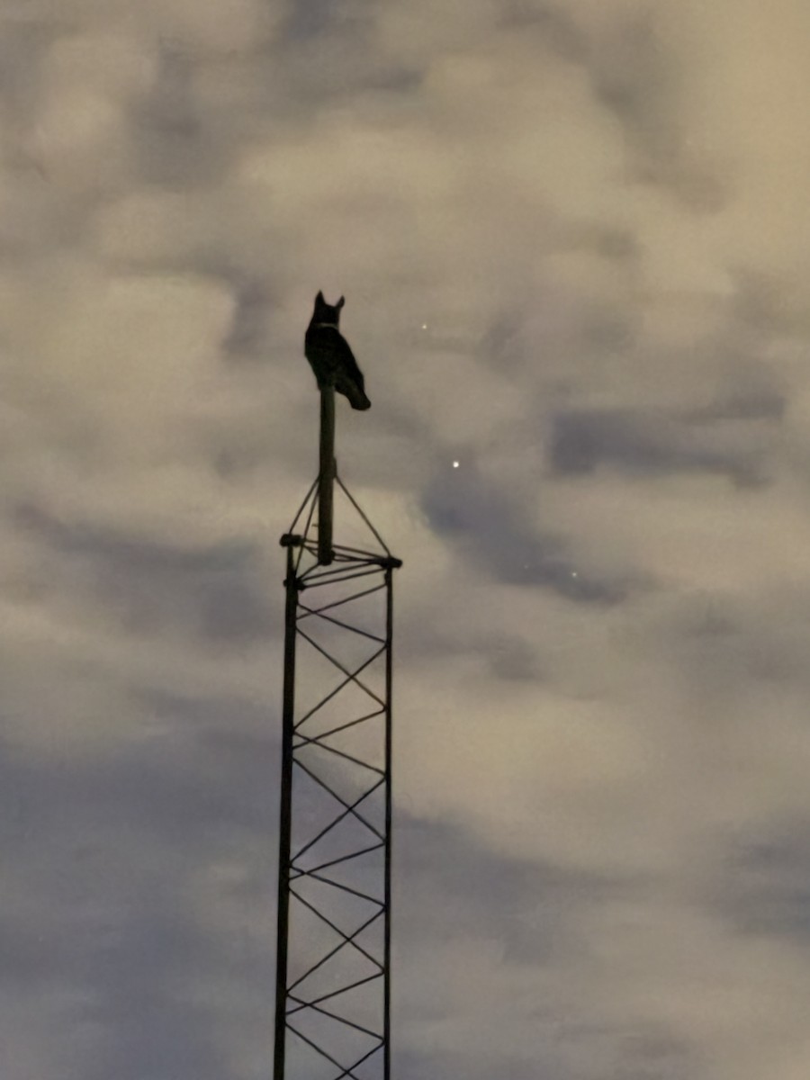 Пугач віргінський - ML647063001