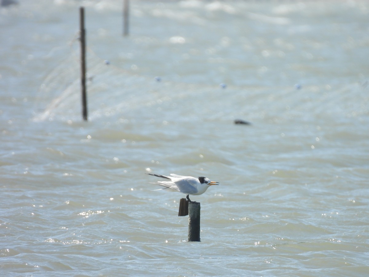 Chinese Crested Tern - ML647063003