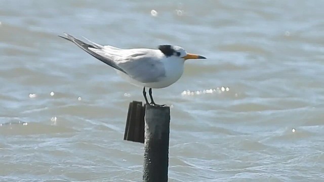 Chinese Crested Tern - ML647063005