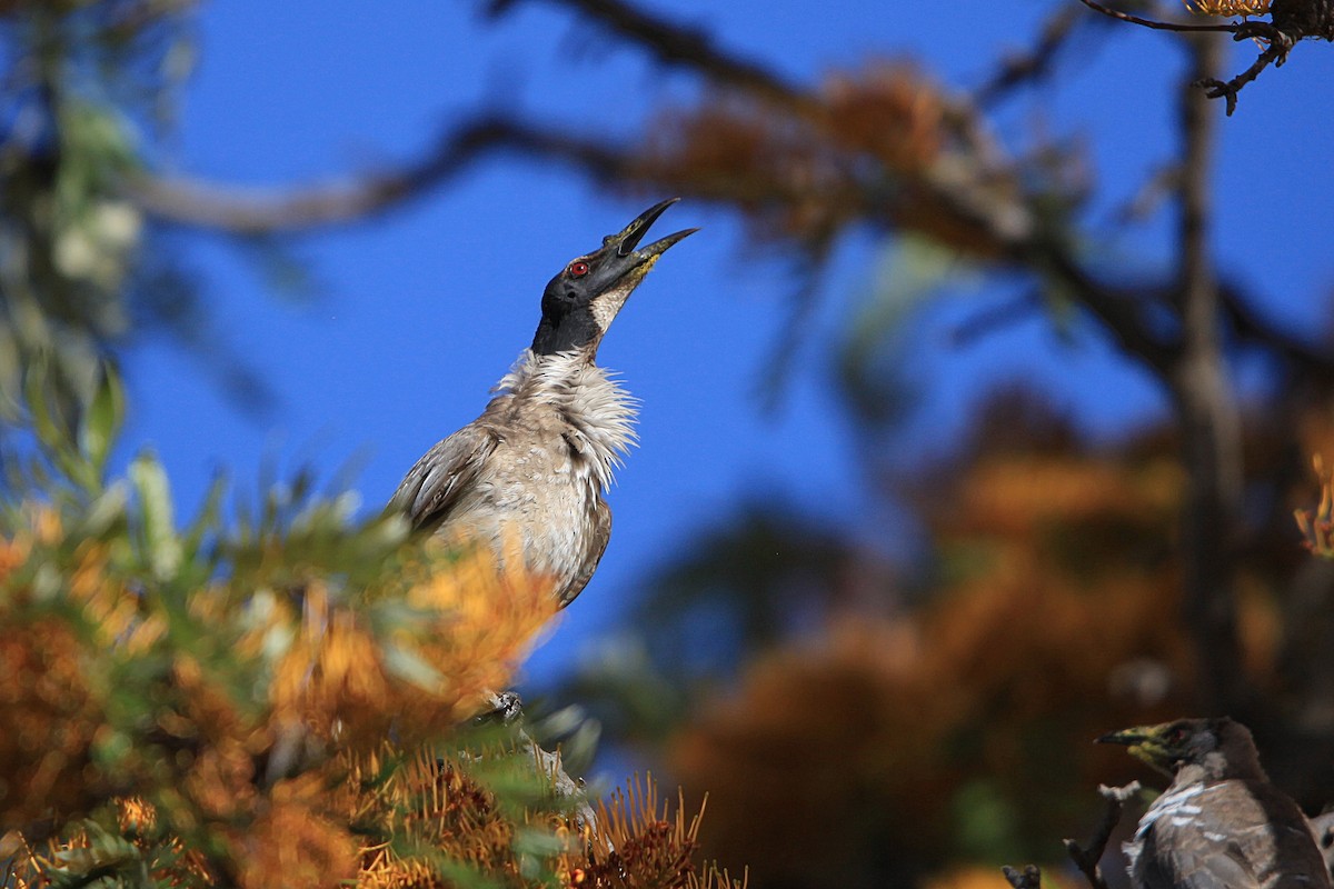 Noisy Friarbird - ML647063007
