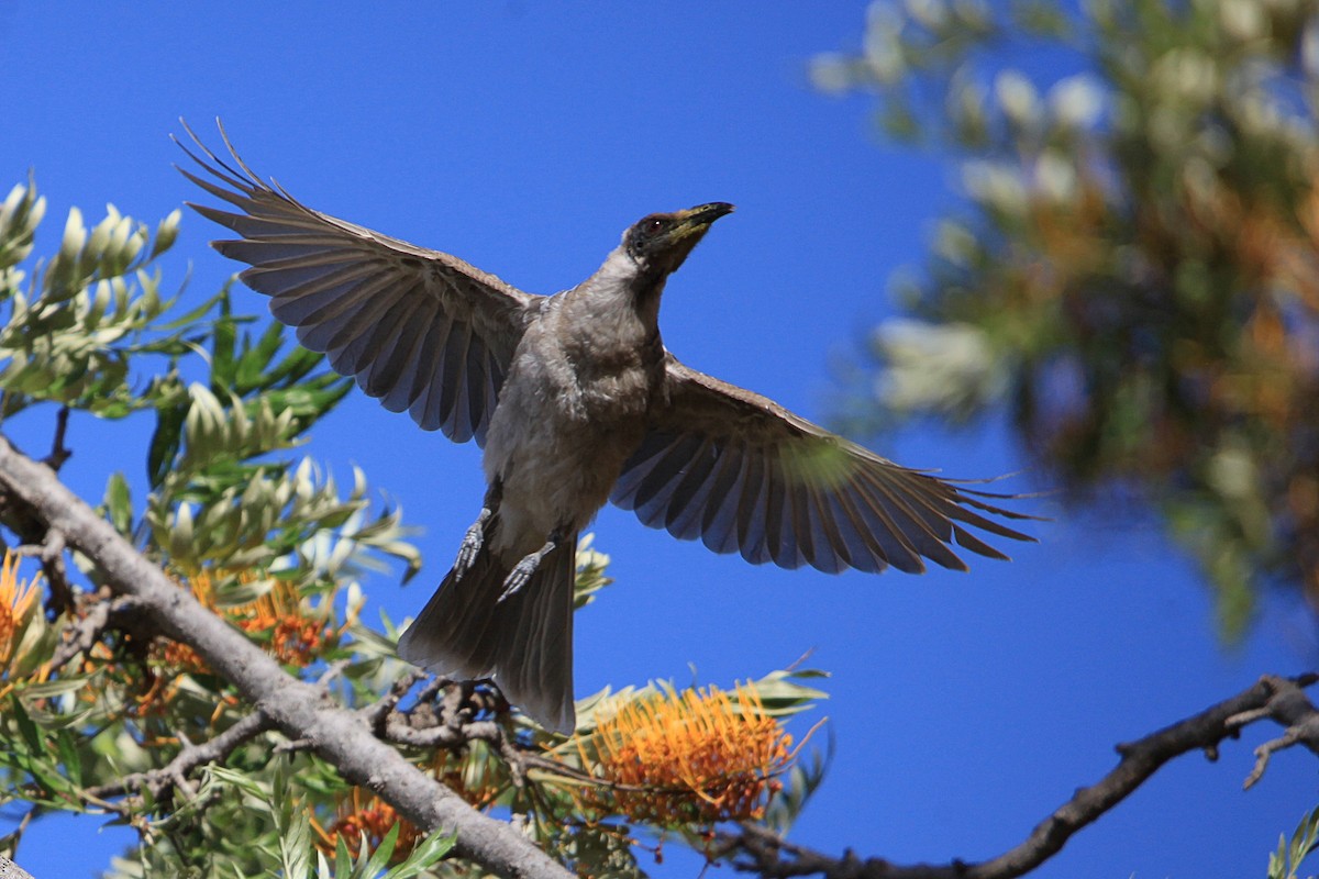 Noisy Friarbird - ML647063008