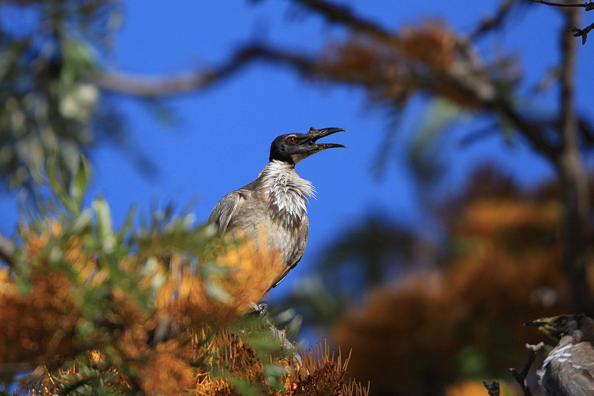 Noisy Friarbird - ML647063009
