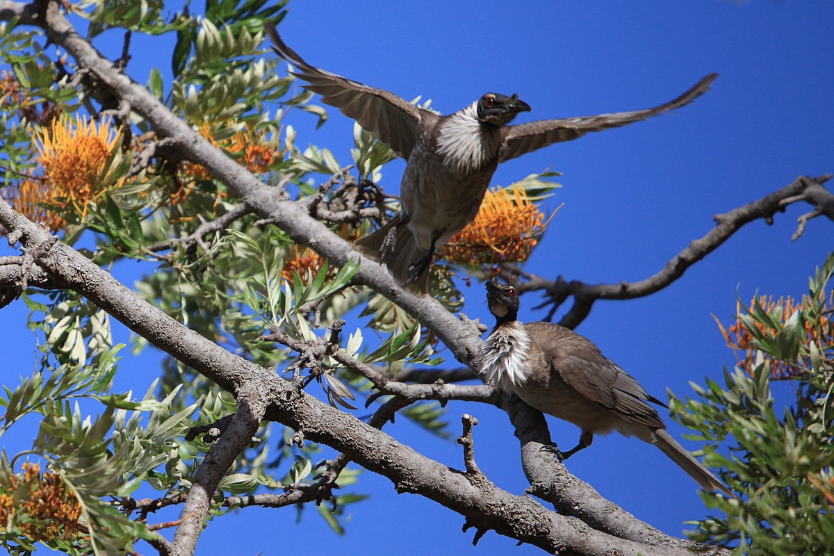 Noisy Friarbird - ML647063010
