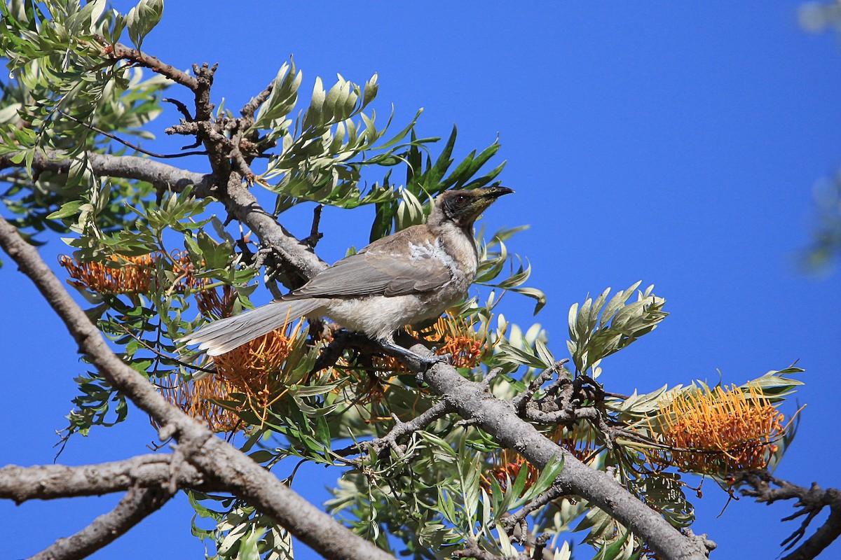 Noisy Friarbird - ML647063011