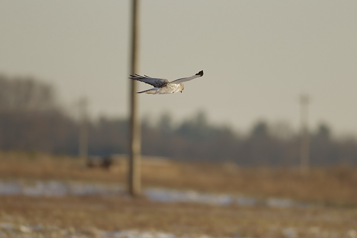 Northern Harrier - ML647063013