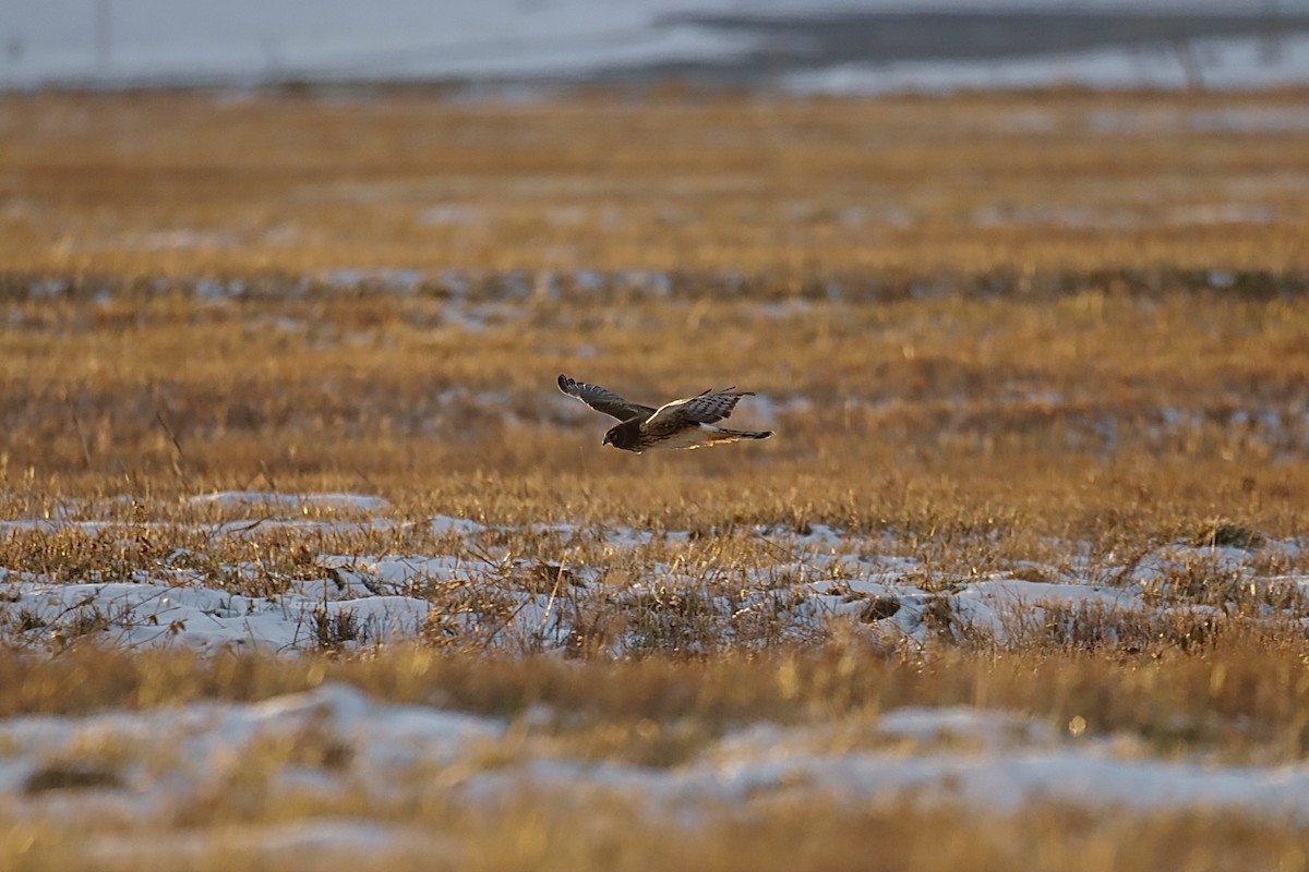 Northern Harrier - ML647063014