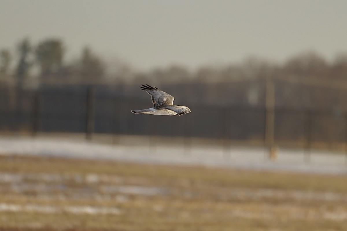Northern Harrier - ML647063015