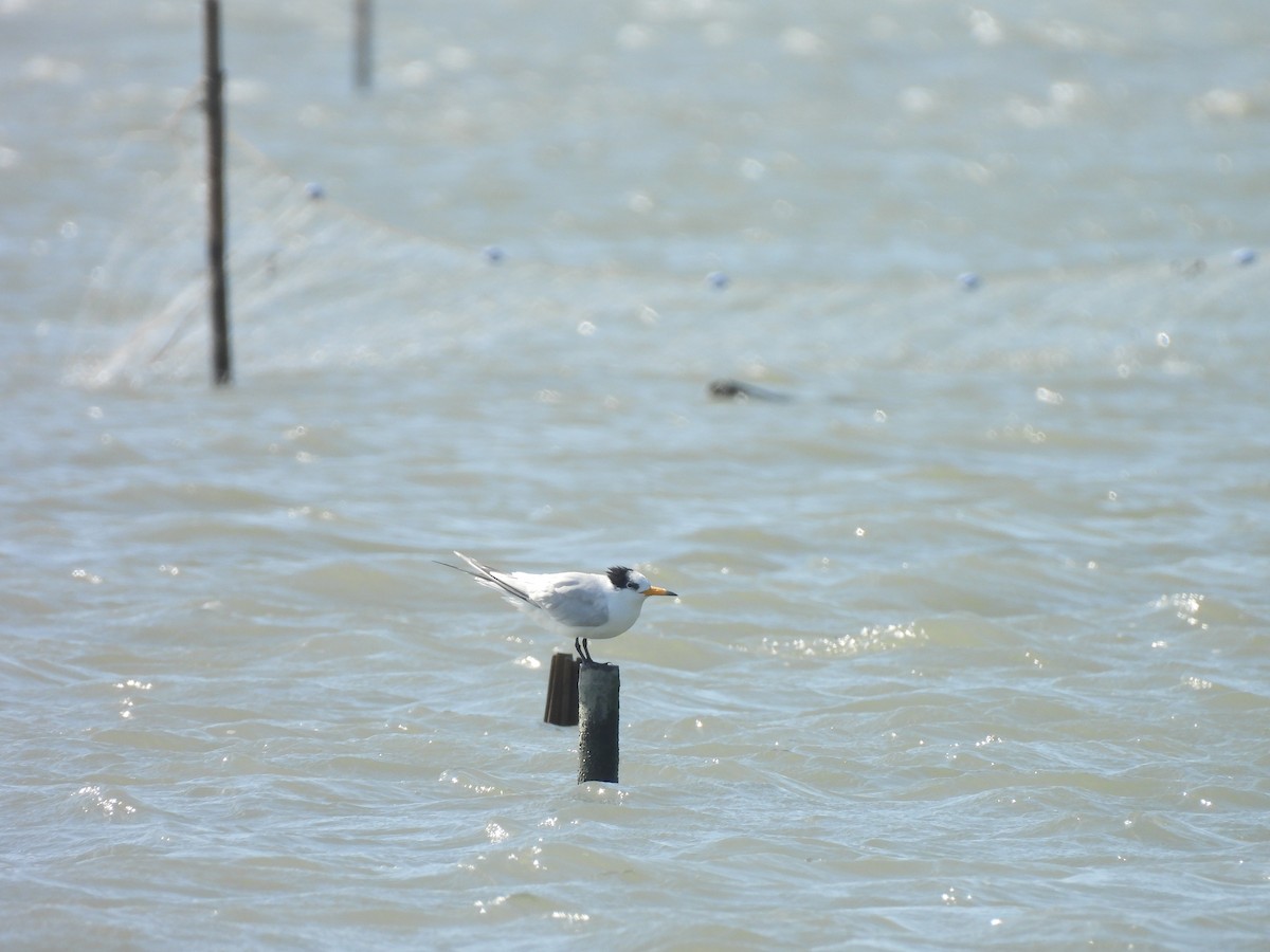 Chinese Crested Tern - ML647063017